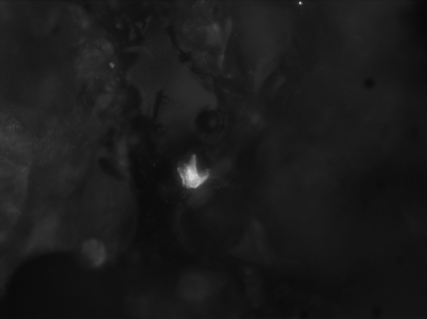 Astèrismes — 8