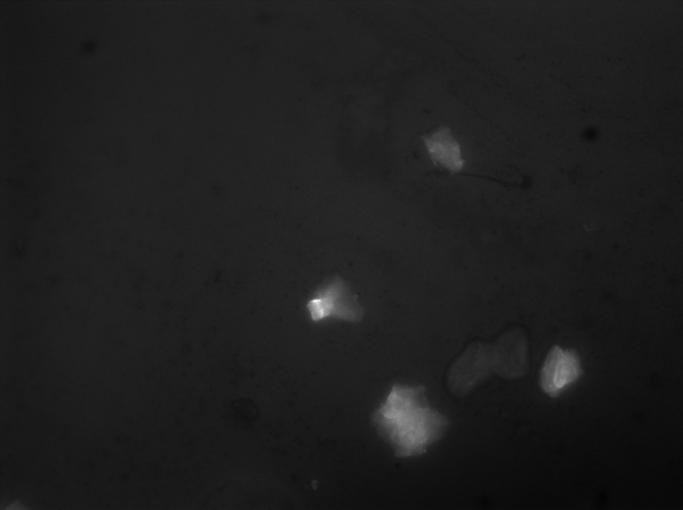 Astèrismes — 11